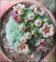 Larryleachia cactiformis var cactiformis 1